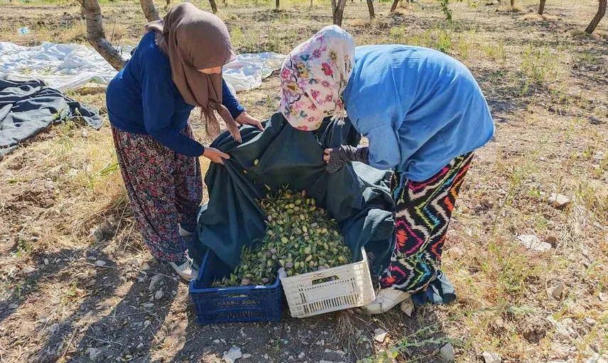 Demirci'de badem hasadı keyfi başladı