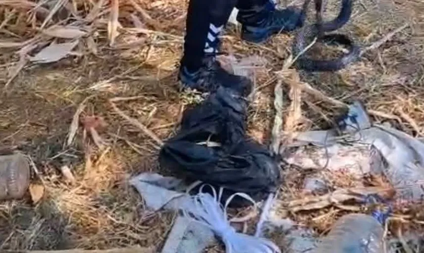 Ev bahçesine giren 2 metrelik yılan vatandaşları korkuttu