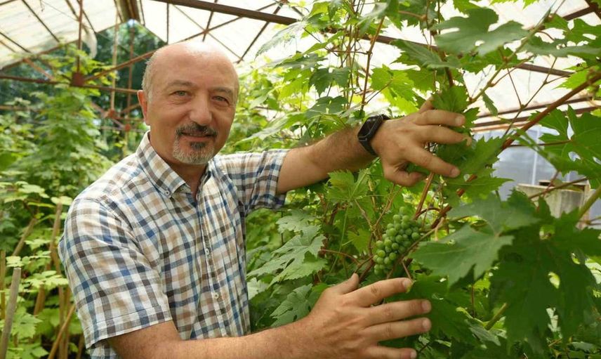 OMÜ’de geliştirilen yerli üzüm projesiyle hedef: ilaçsız yetişen çekirdeksiz ve kokulu üzüm