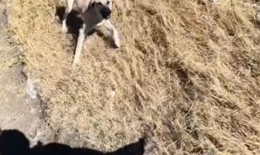 Aladağlar’da BASE jump sporcusuna çoban köpekleri saldırdı