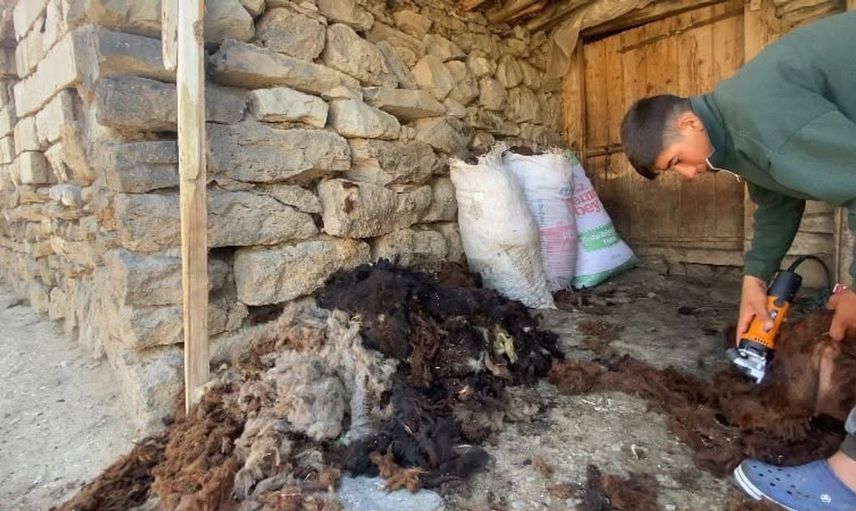 Kavurucu sıcaklar küçükbaş hayvanlarda kırkım mesaisini başlattı