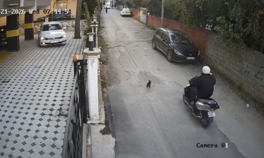 Osmaniye'de bir kedi motosikletin çarpması sonucu yaşamını yitirdi