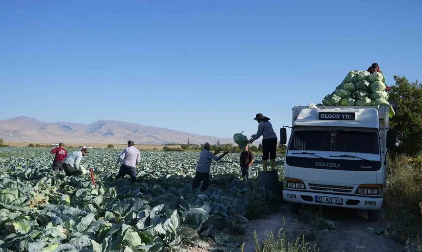 Niğde'de beyaz lahana hasadı başladı: Kaynarca köyü tüccarların gözdesi