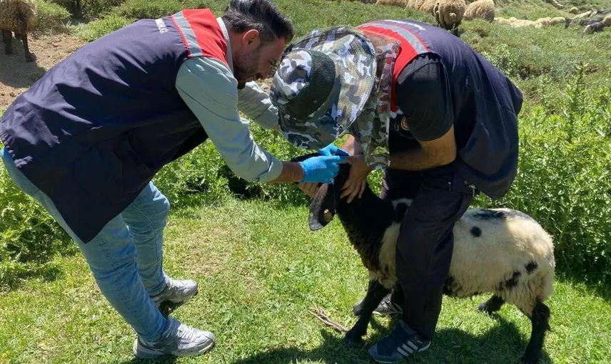 Şırnak'ta hayvan sağlığı için yaylalarda sağlık taraması yapılıyor