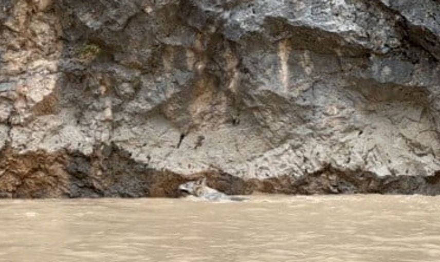 Erzincan'da doğanın dengesini gösteren kurt-yaban keçisi savaşı