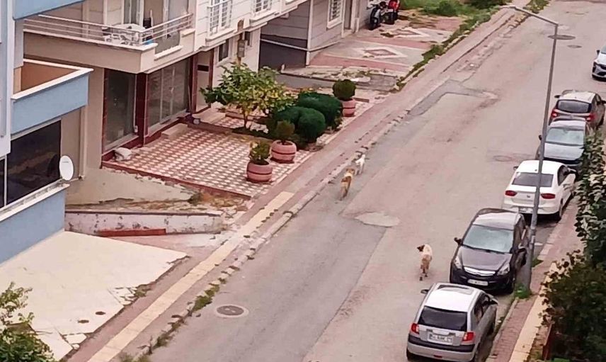 Samsun'un Atakum ilçesinde başıboş köpeklerin tehditi artıyor
