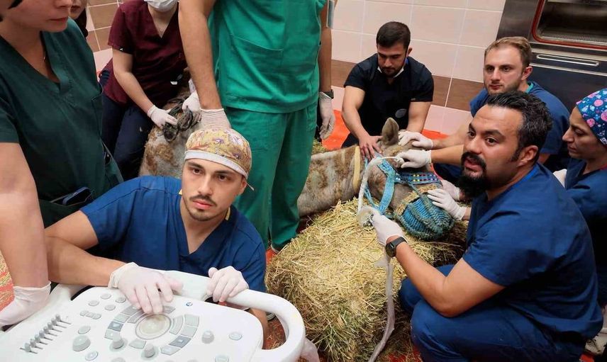 Burdur'da dev bir yenilik: İlk kez bir deveye kök hücre tedavisi uygulanıyor