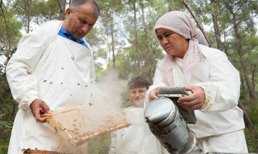 Çam balı hasadında bereketli sezon: Türkiye, dünya üretiminin yüzde 90'ını karşılıyor