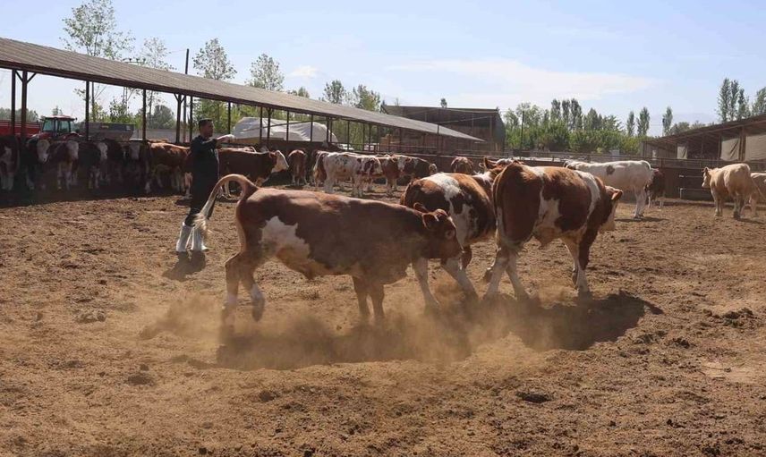 Iğdır'da hayvan sağlığı için aşılama ve dezenfeksiyon çalışmaları sürüyor