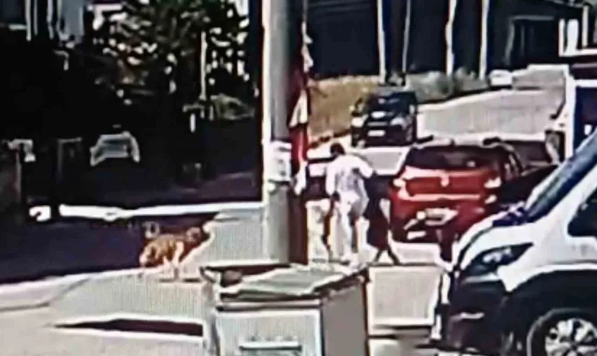 Tekirdağ'da köpeğini gezdiren gence başka bir köpekten saldırı