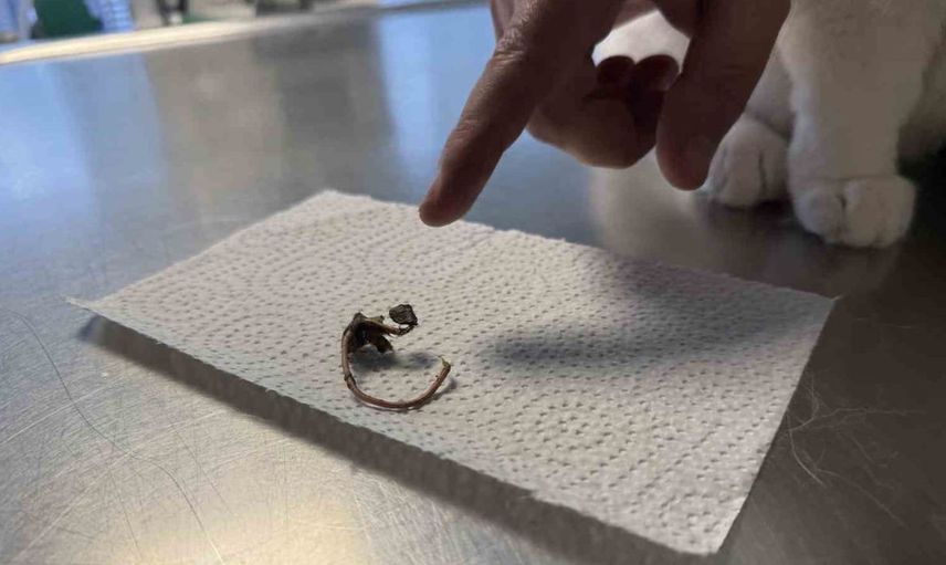 Evcil hayvan sahiplerine yabancı cisim tehdidine karşı uyarı