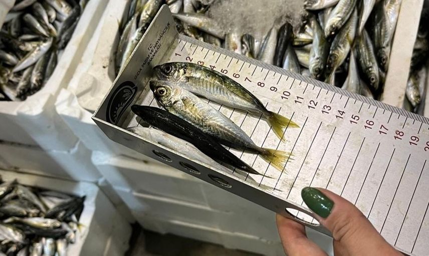 İzmir'de balık hali denetimi: 241 kilo kaçak su ürünleri ele geçirildi