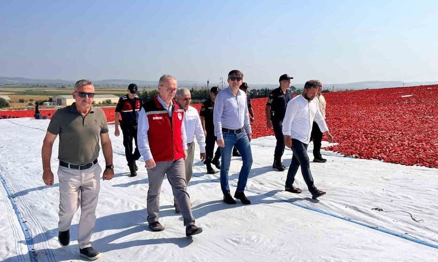 Kurutmalık domates ihracatı Saruhanlı'nın ekonomisine katkı sağlıyor