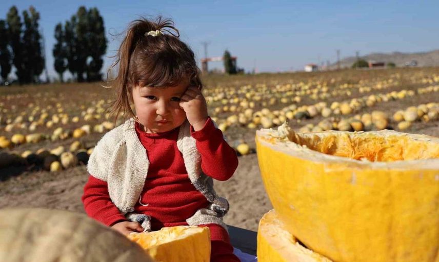 Nevşehir'de çerezlik kabak çekirdeği hasadı: Ekonomiye katkı ve uluslararası talep