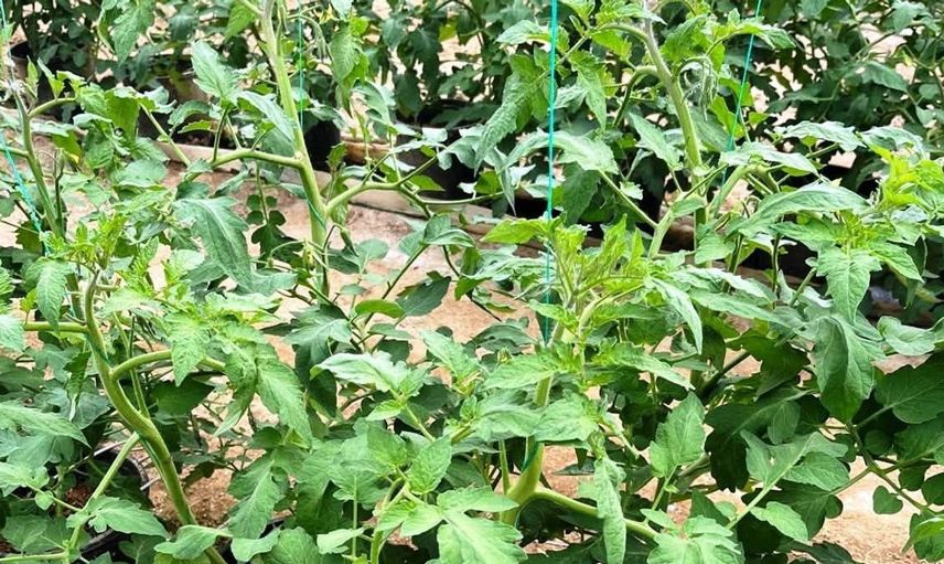 Simav'da seracılık faaliyetlerine ilişkin yerinde inceleme yapıldı