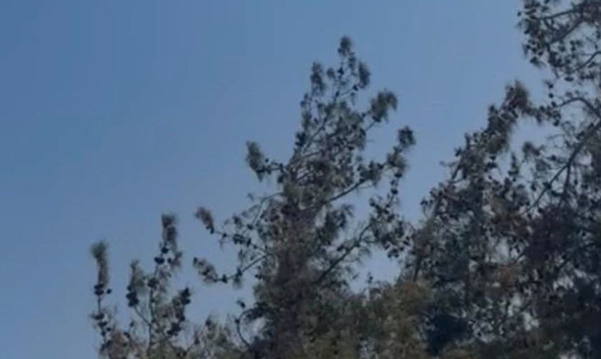 Gaziantep'te ormanlık alanda yangın söndürüldü