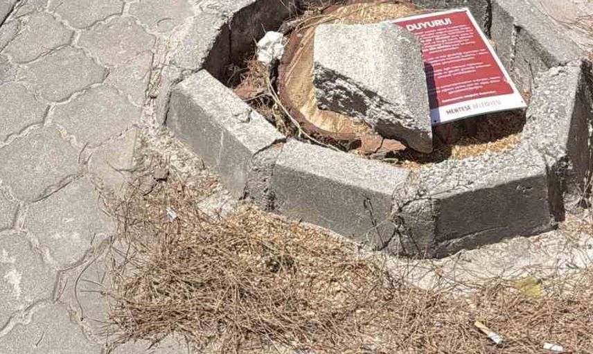 Menteşe'de can ve mal güvenliğini artırmak için ağaç kesim çalışmaları başladı