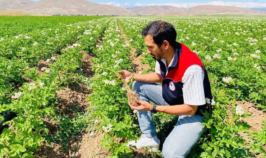 Bayburt'ta patates alanları hastalık denetiminden geçti