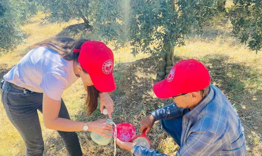 Salihli'de zeytin sineğine karşı üreticilere uyarı