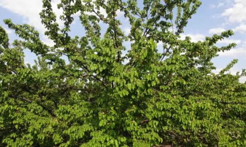 Malatya kayısısında ihracat atağı: 2 ayda 46 milyon dolar gelir elde edildi