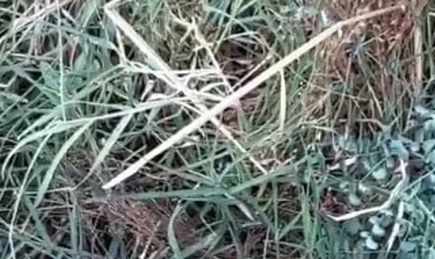 Tunceli'de avcının kamerasında engerek yılanının bıldırcın avı