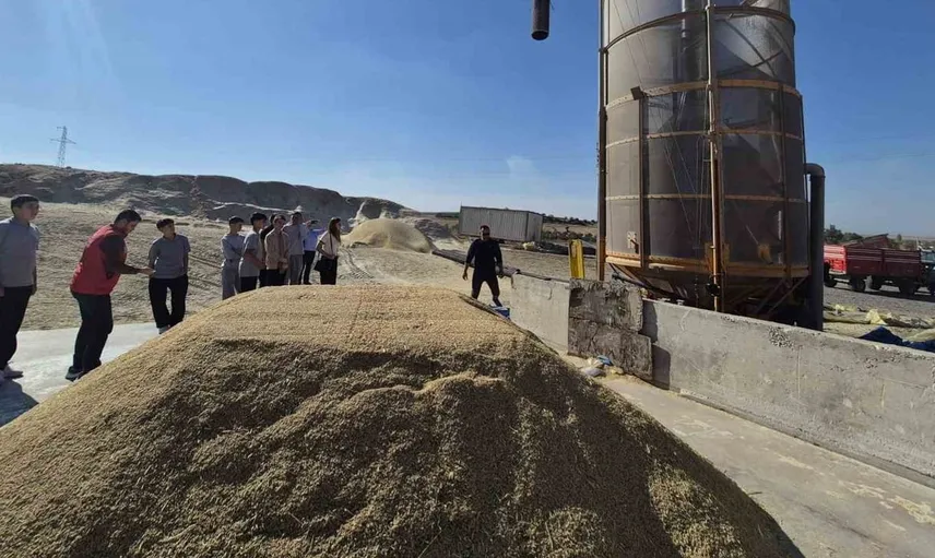 Gençler çeltik hasadını yerinde gözlemleyerek tarım tecrübesi kazandı