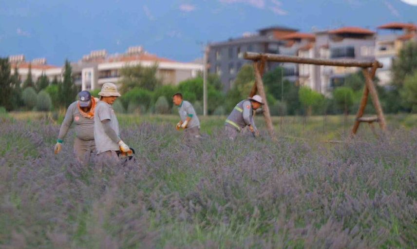 Merkezefendi’de lavanta hasadı tamamlandı