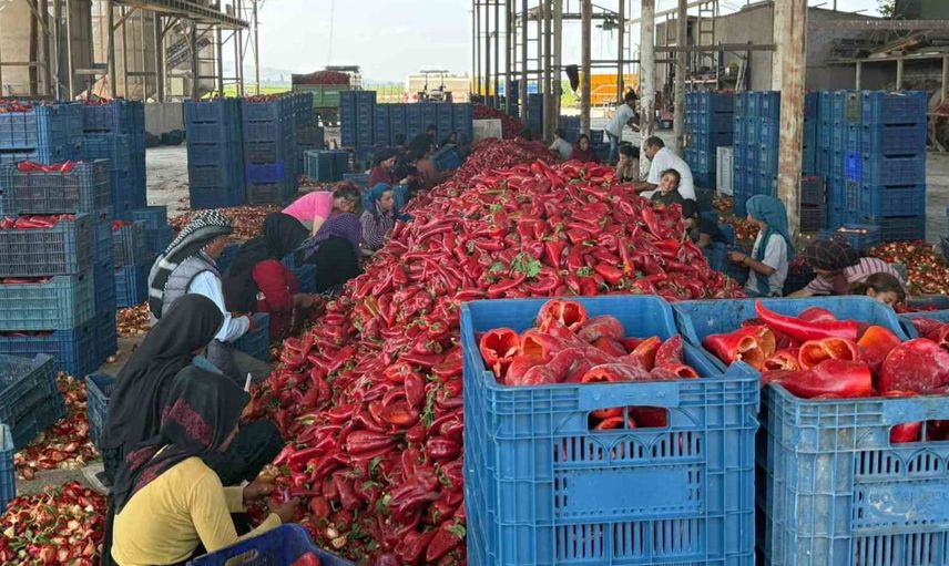 Kapya biberde fiyat krizi: Üreticiler çözüm bekliyor