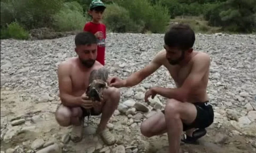 Tunceli'de üç arkadaşın kurtardığı kızıl şahin sağlık ekiplerine teslim edildi