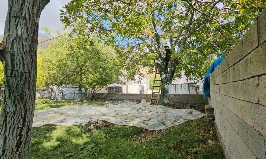 Adilcevaz cevizinde hasat sezonu sürüyor