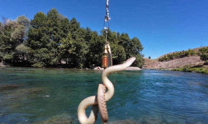 Balık avında karşılaştığı sürpriz: Munzur Nehri'nde su yılanı yakaladı