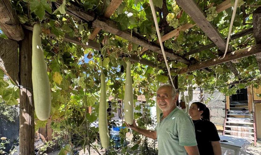 Antalya'da sıradışı su kabağı büyüklüğü: Şendur Özdoğru'nun denemesi herkesi büyüledi