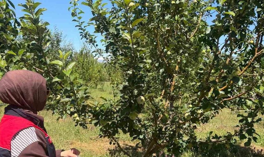 Bayburt'ta hasat öncesi pestisit denetimleri başladı
