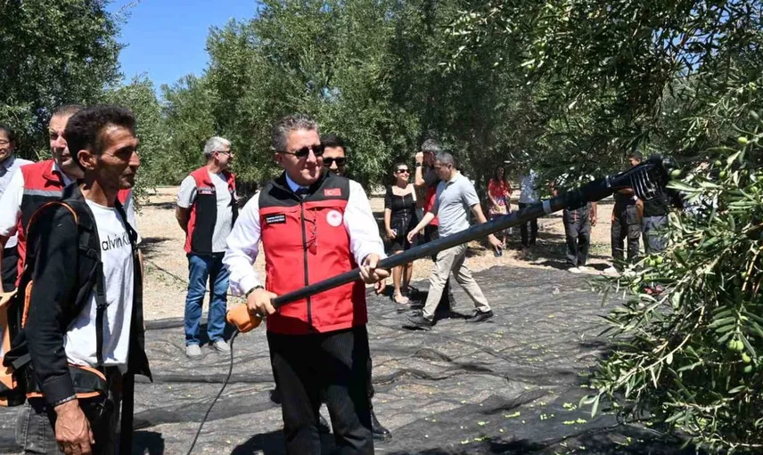 Dikili'de zeytin hasadı sezonu başladı: Ürünler dalından toplandı