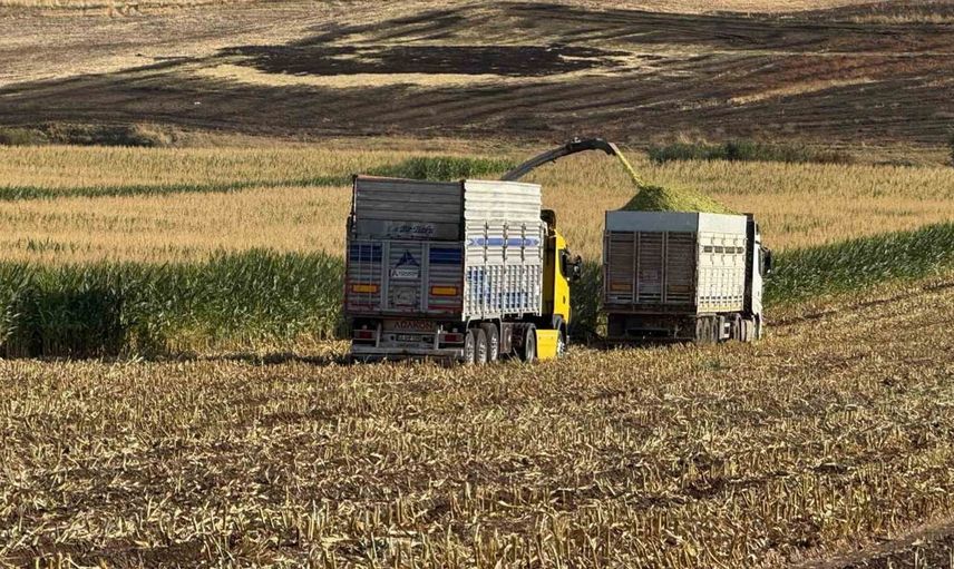Diyarbakır'da silajlık mısır hasadı heyecanı başladı