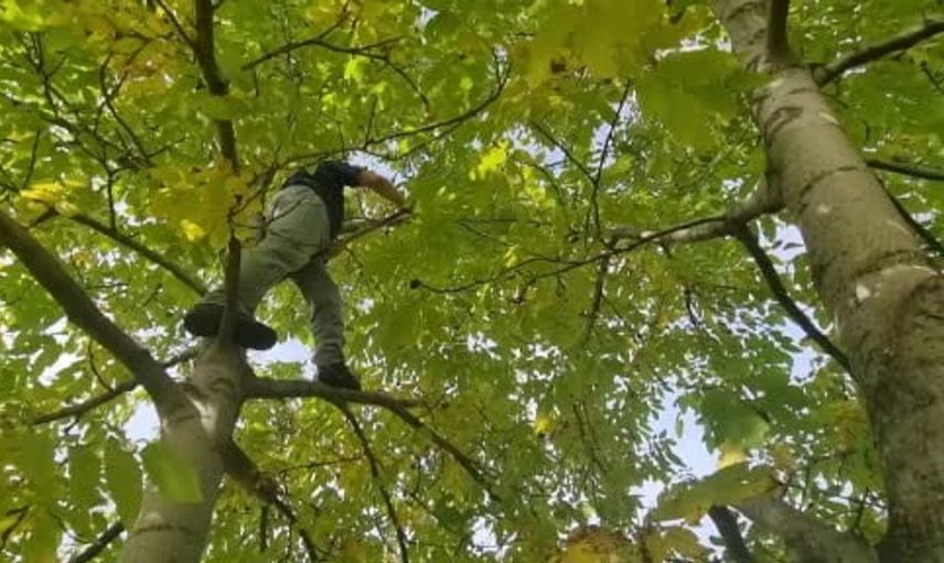 Domaniçli ceviz üreticileri kooperatifleşme ve destek talep ediyor