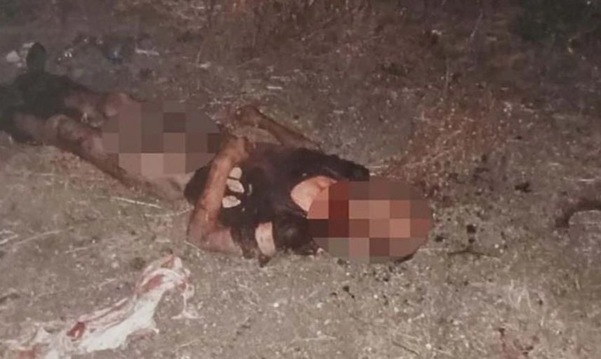 Fatih’te korkunç olay: Sokak köpekleri 1 kişiyi parçaladı