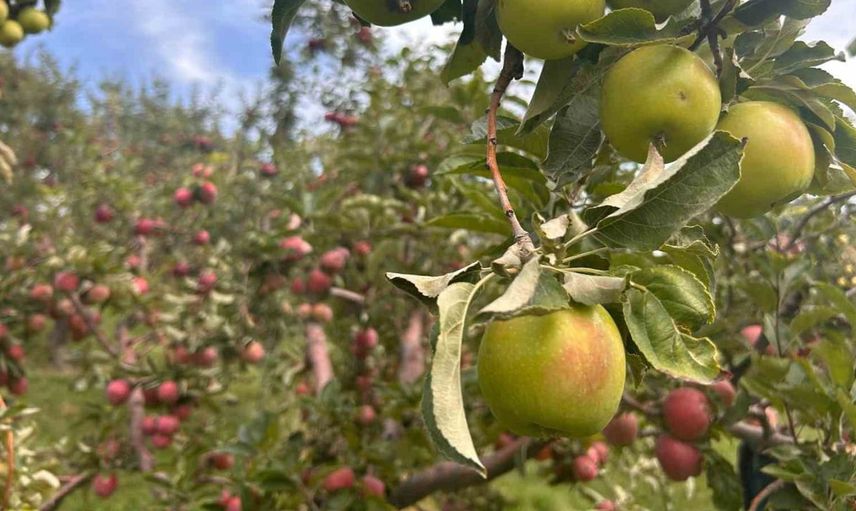 75 yaşındaki çiftçi van'da hem kırmızı hem yeşil elma yetiştiriyor