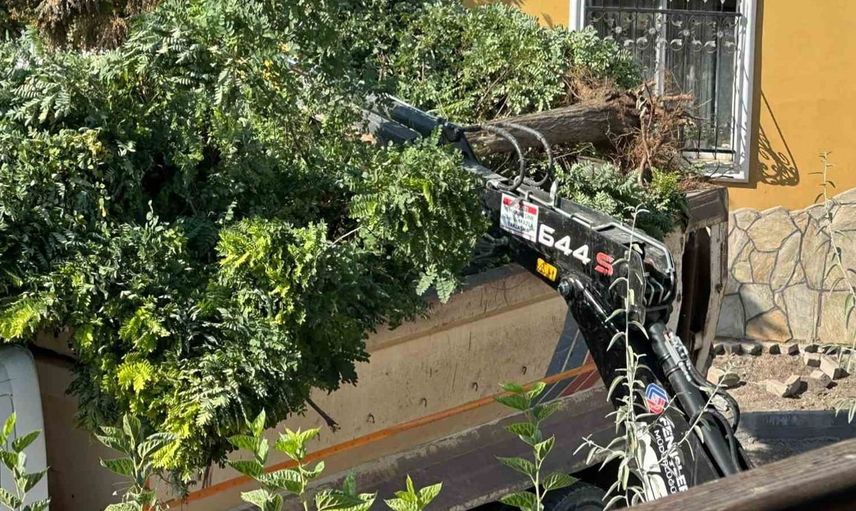 Sındırgı'da yol çalışmaları sırasında akasya ağaçları söküldü
