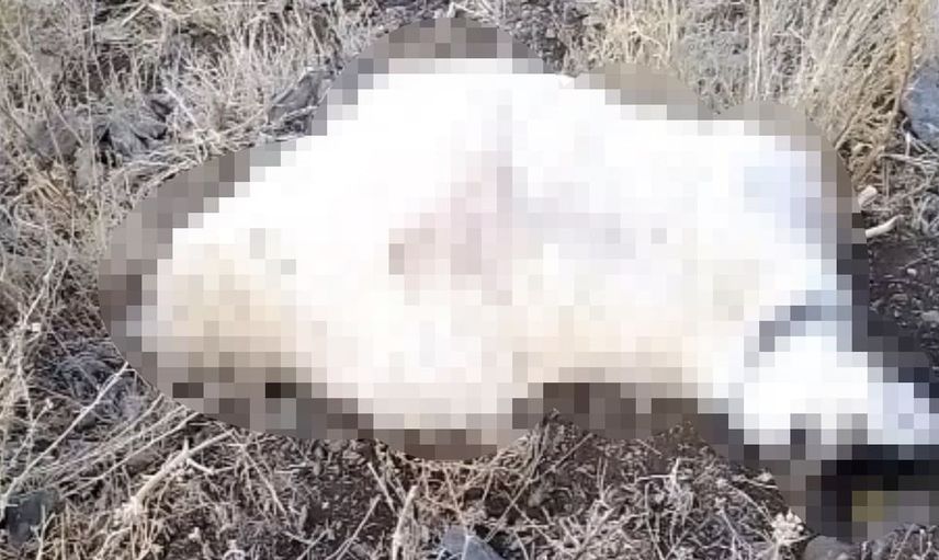 Yüksekova'da yıldırım düşmesi sonucu besiciler zor anlar yaşadı