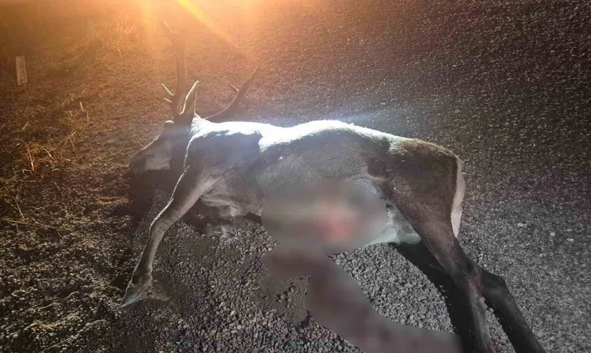 Bilecik’te yolda aniden fırlayan geyik otomobile çarptı