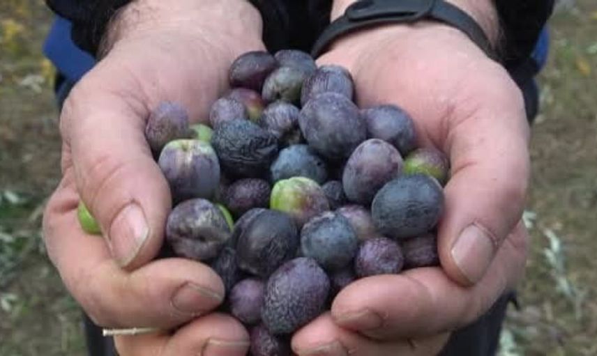 Artvin'in Butko zeytininde yeni sezon fiyatları belirlendi
