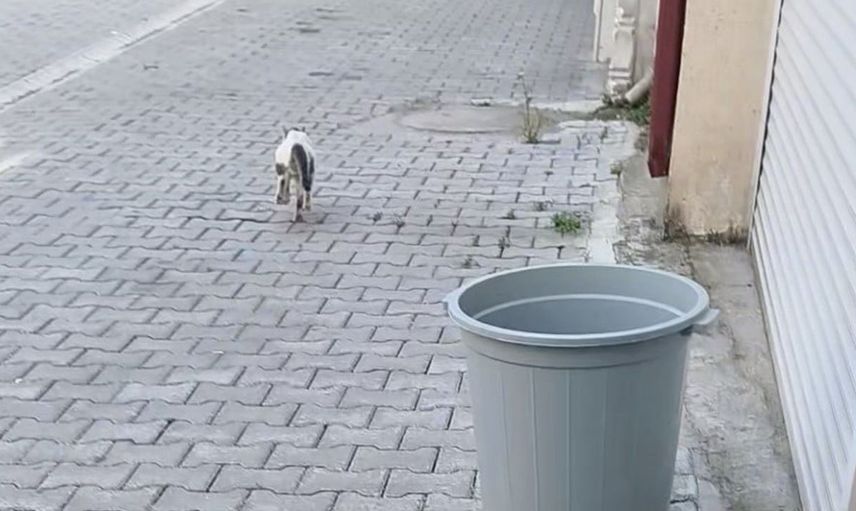 Kafasına konserve kutusu sıkışan kedi temizlik işçileri tarafından kurtarıldı
