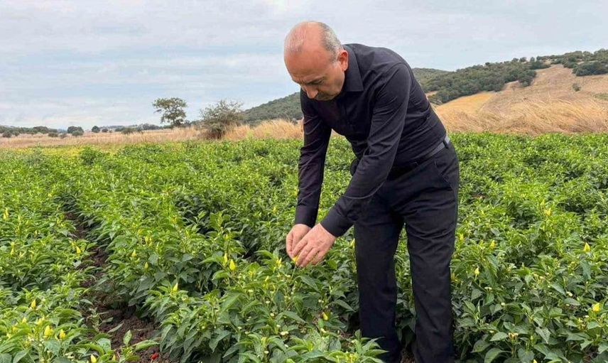 Karesi'de tarımsal üretim devam ediyor: Biberiye hasadı sürüyor