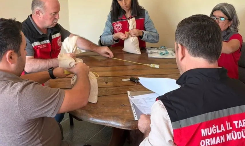 Muğla'da yüksek verimli buğday tohumu üretimi tamamlandı