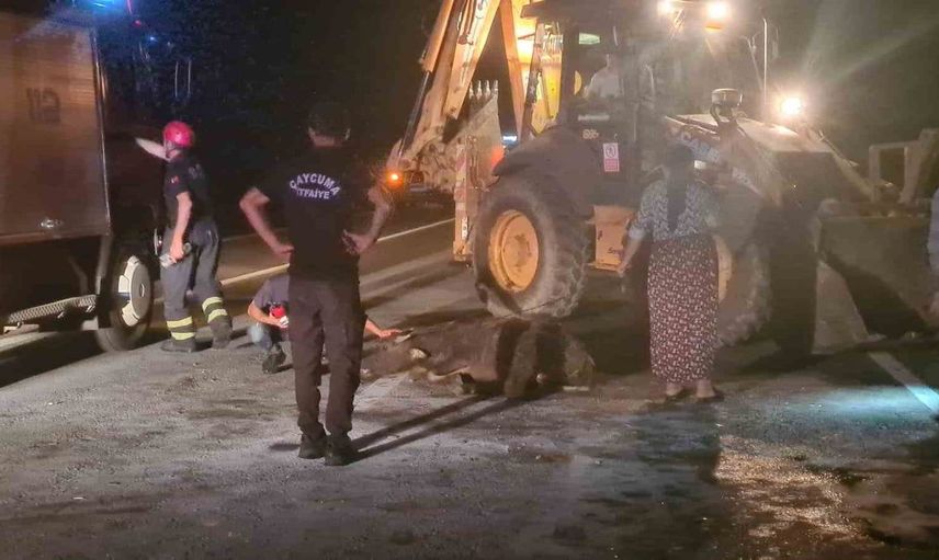 Çaycuma'da mandalara çarpan otomobilde iki kişi yaralandı