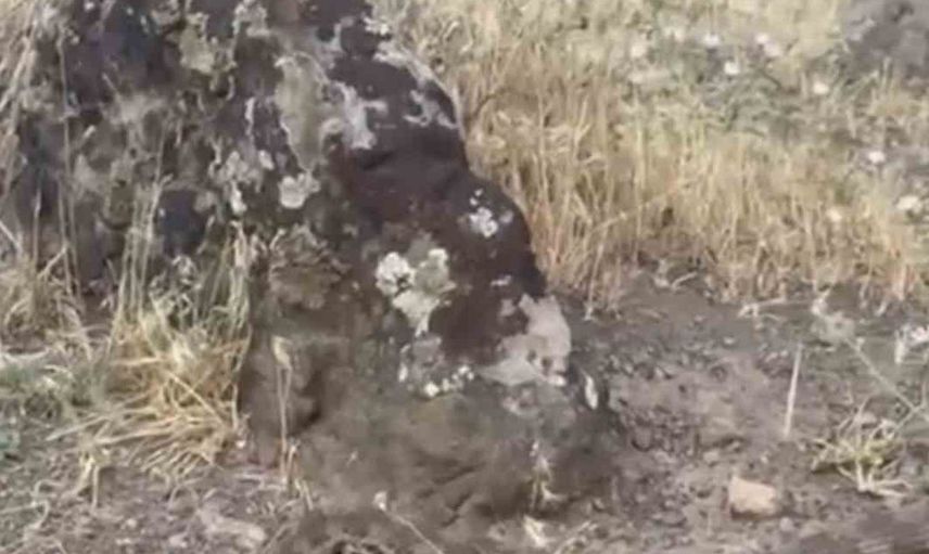 Iğdır’da yerleşim alanına giren koca engerek doğaya salındı