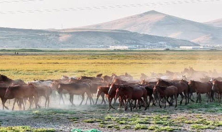 Erciyes’te gün batımında yılkı atlarının büyüleyici koşusu