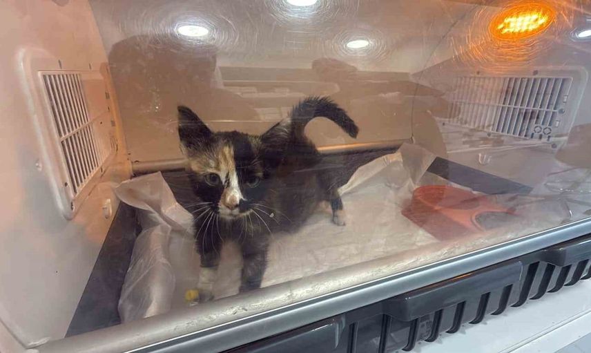 Tokat’ta norovirüs paniği: Hastalık kedi ve köpeklerde de tespit edildi