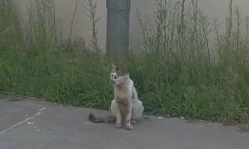 Gaziantep'te havalandırma boşluğuna düşen kedicik annesiyle buluştu